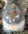 Evil Squirrel